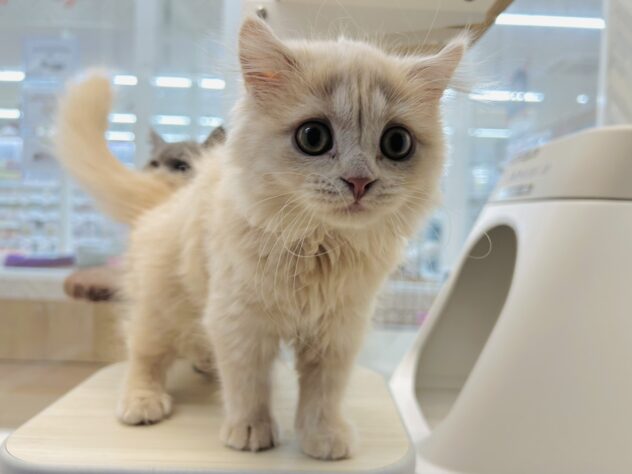 岡山県のスコティッシュフォールド (アミーゴ水島店/2025年11月26日生まれ/女の子/クリームタビー)の子猫の2枚目の画像