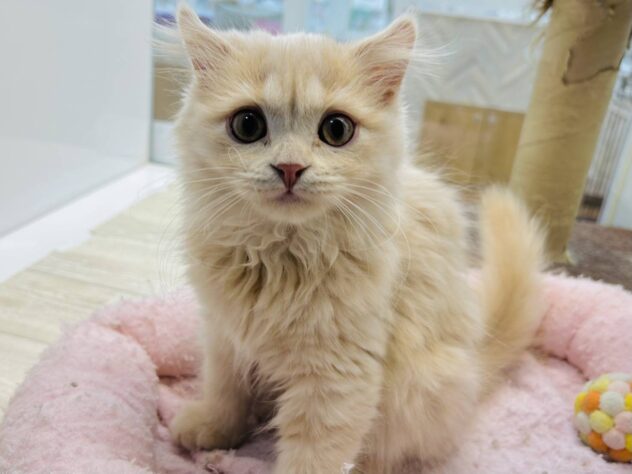 岡山県のスコティッシュフォールド (アミーゴ水島店/2025年11月26日生まれ/女の子/クリームタビー)の子猫の1枚目の画像