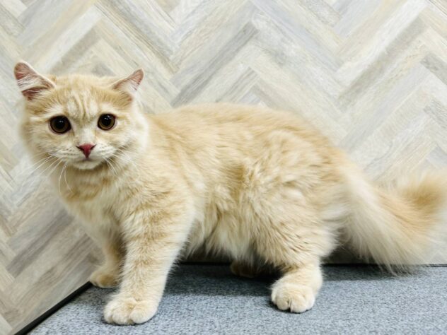 岡山県のスコティッシュフォールド (アミーゴ水島店/2025年11月26日生まれ/女の子/クリームタビー)の子猫の4枚目の画像