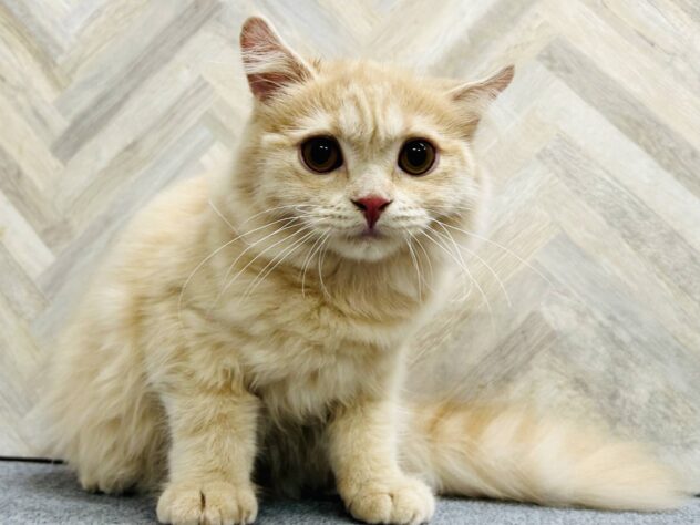 岡山県のスコティッシュフォールド (アミーゴ水島店/2025年11月26日生まれ/女の子/クリームタビー)の子猫の2枚目の画像