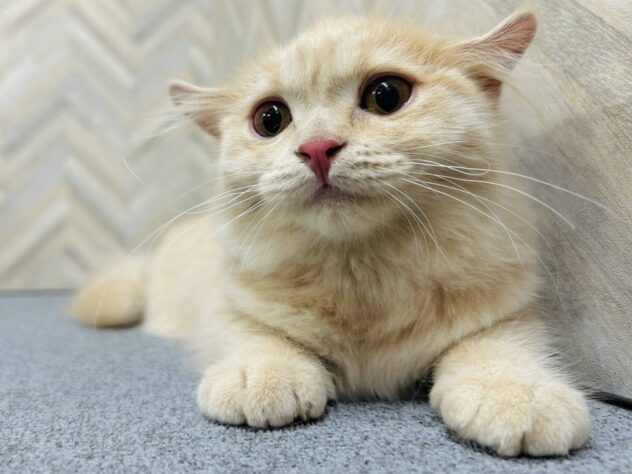 岡山県のスコティッシュフォールド (アミーゴ水島店/2025年11月26日生まれ/女の子/クリームタビー)の子猫の3枚目の画像