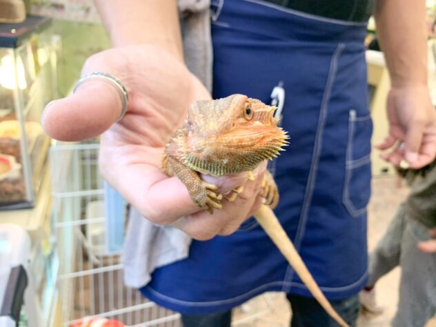 ラバーン爬虫類ケージ　プロフ必読　フルオプ送料込み FTB小型爬虫類アクリルケージ3台セット【送料お得パック】 | CLEAN