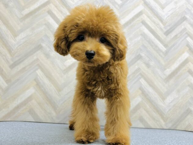 岡山県のトイプードル(トイ) (アミーゴ水島店/2025年11月10日生まれ/男の子/レッドフォーン)の子犬の2枚目の画像