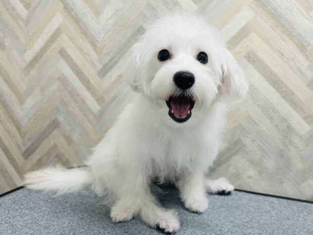 岡山県のハーフ犬・ミックス犬 (アミーゴ水島店/2025年12月3日生まれ/女の子/ホワイト)の子犬の4枚目の画像