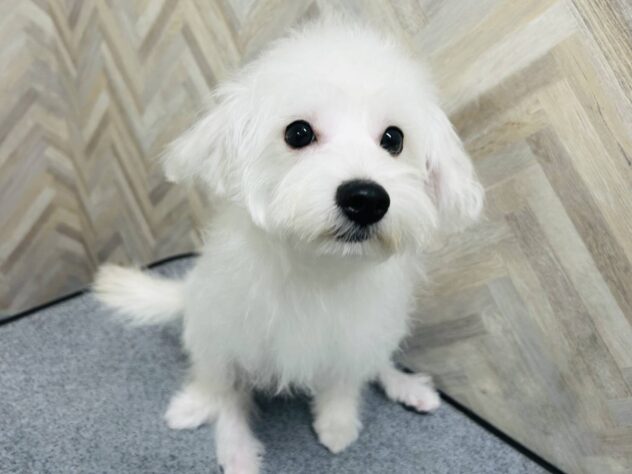 岡山県のハーフ犬・ミックス犬 (アミーゴ水島店/2025年12月3日生まれ/女の子/ホワイト)の子犬の2枚目の画像