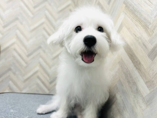 岡山県のハーフ犬・ミックス犬 (アミーゴ水島店/2025年12月3日生まれ/女の子/ホワイト)の子犬の3枚目の画像