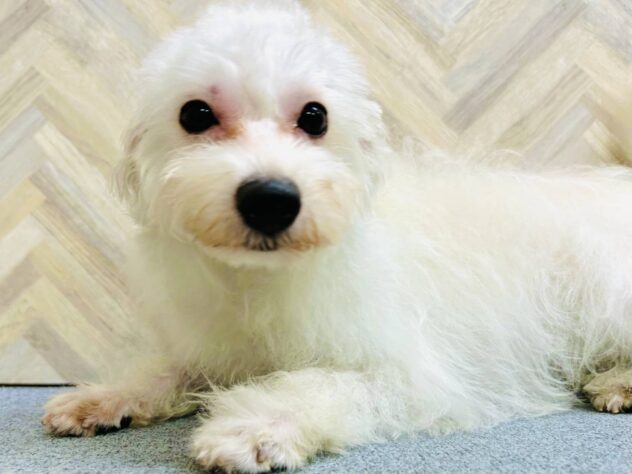岡山県のハーフ犬・ミックス犬 (アミーゴ水島店/2025年12月3日生まれ/女の子/ホワイト)の子犬の3枚目の画像