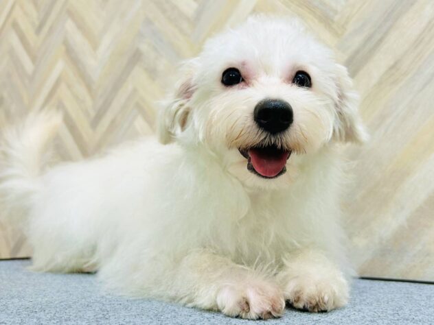 岡山県のハーフ犬・ミックス犬 (アミーゴ水島店/2025年12月3日生まれ/女の子/ホワイト)の子犬の2枚目の画像
