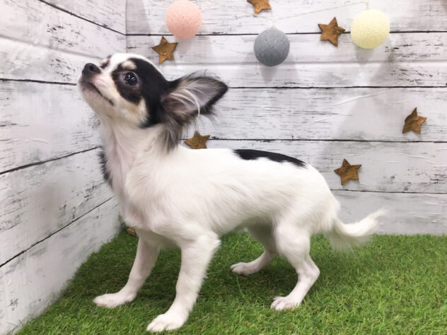 愛知県のチワワ(ロング) (アミーゴ知立店/2025年8月23日生まれ/女の子/ブラックタンホワイト)の子犬の2枚目の画像