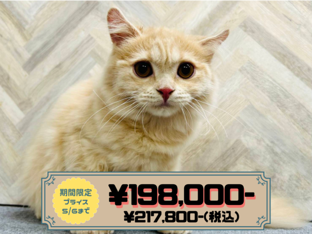 岡山県のスコティッシュフォールド (アミーゴ水島店/2025年11月26日生まれ/女の子/クリームタビー)の子猫の1枚目の画像