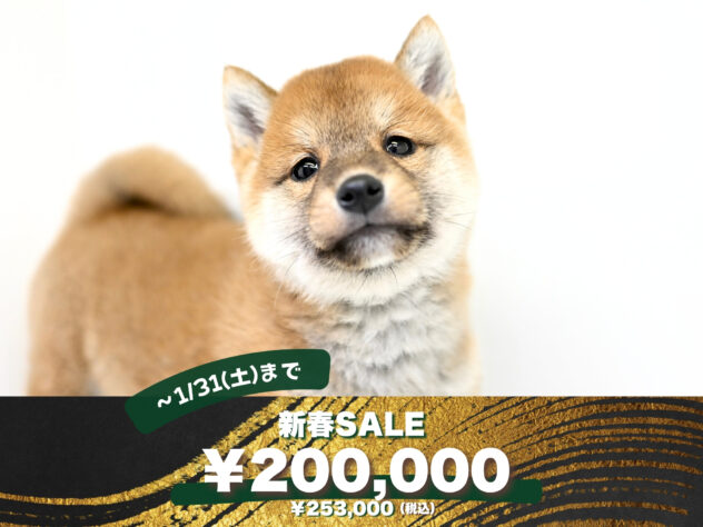 岡山県の豆柴 (アミーゴ大安寺店/2025年11月17日生まれ/男の子/赤)の子犬の1枚目の画像