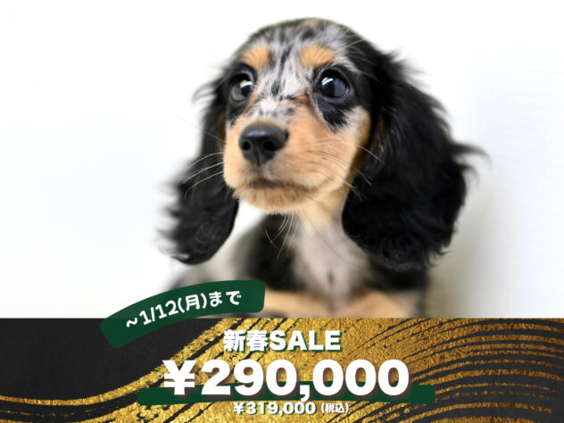 岡山県のミニチュアダックスフンド(ロング) (アミーゴ大安寺店/2025年8月13日生まれ/女の子/シルバーダップル)の子犬の1枚目の画像