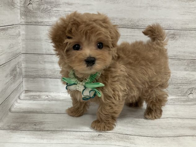 福島県のハーフ犬・ミックス犬 (アミーゴ小名浜店/2026年11月18日生まれ/男の子/アプリコット)の子犬