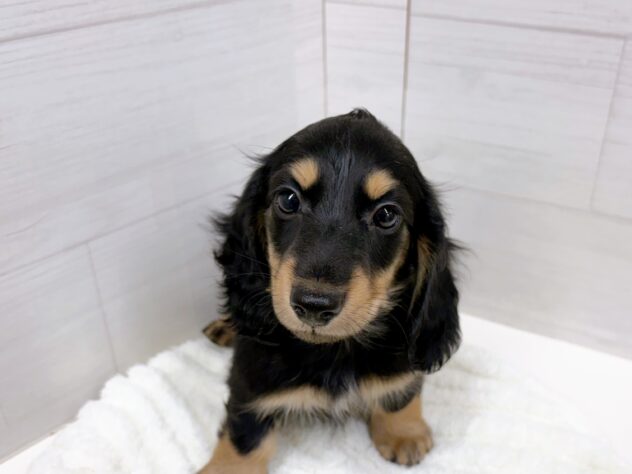 199493ミニチュア・ダックスフンド | ペットワールド アミーゴ