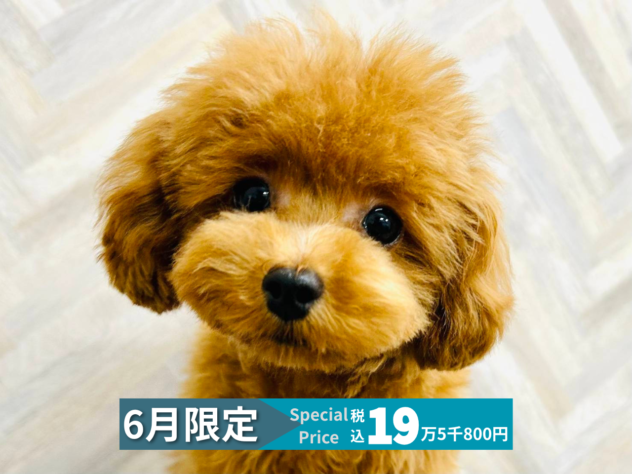 岡山県のトイプードル(トイ) (アミーゴ水島店/2025年11月10日生まれ/男の子/レッドフォーン)の子犬の1枚目の画像