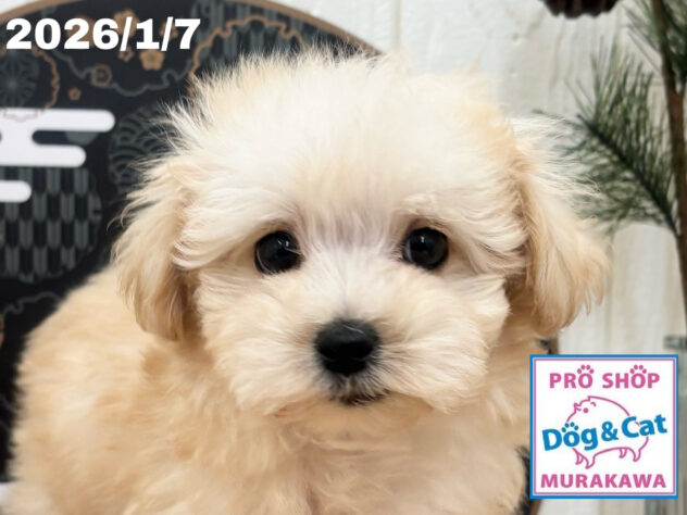 広島県のハーフ犬・ミックス犬 (アミーゴ大町店/2025年11月10日生まれ/男の子/クリーム)の子犬の1枚目の画像