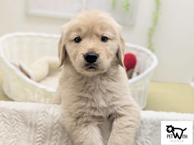 福島県のゴールデンレトリバー (アミーゴ会津若松店/2025年12月2日生まれ/男の子/ゴールデン)の子犬の1枚目の画像