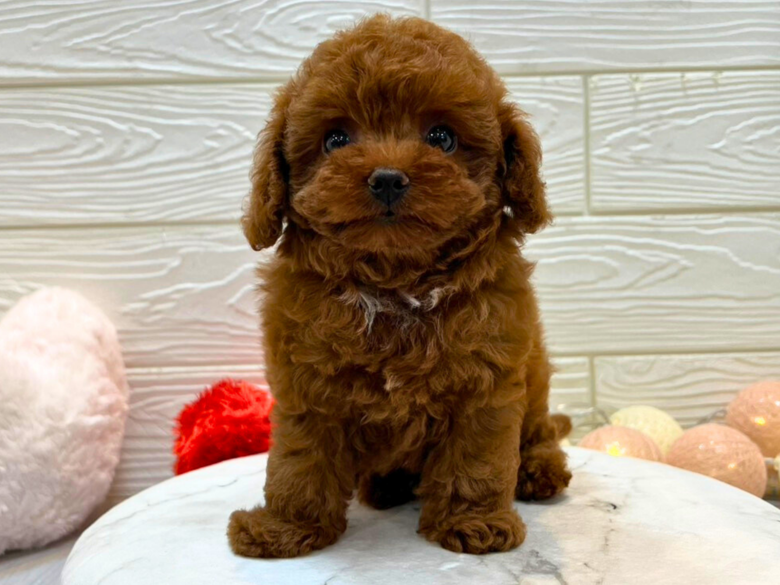 兵庫県のトイプードル(トイ) (ワンキャラット アミーゴ姫路飾磨店/2025年11月13日生まれ/男の子/レッドフォーン)の子犬の4枚目の画像