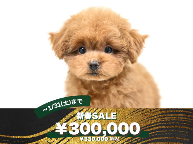 岡山県のトイプードル(トイ) (アミーゴ大安寺店/2025年10月15日生まれ/女の子/レッドフォーン)の子犬の1枚目の画像