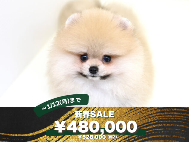 岡山県のポメラニアン (アミーゴ大安寺店/2025年5月16日生まれ/女の子/ウルフセーブル)の子犬の1枚目の画像