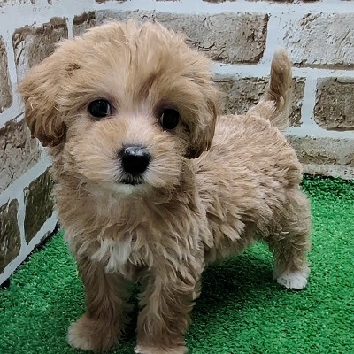 大阪府のハーフ犬・ミックス犬 (アミーゴ高槻店/2025年11月10日生まれ/女の子/アプリコット)の子犬の2枚目の画像