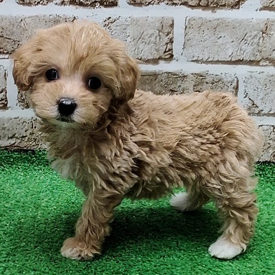 大阪府のハーフ犬・ミックス犬 (アミーゴ高槻店/2025年11月10日生まれ/女の子/アプリコット)の子犬の3枚目の画像