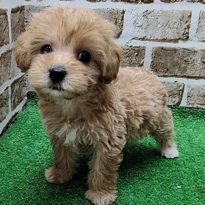 大阪府のハーフ犬・ミックス犬 (アミーゴ高槻店/2025年11月10日生まれ/女の子/アプリコット)の子犬の1枚目の画像