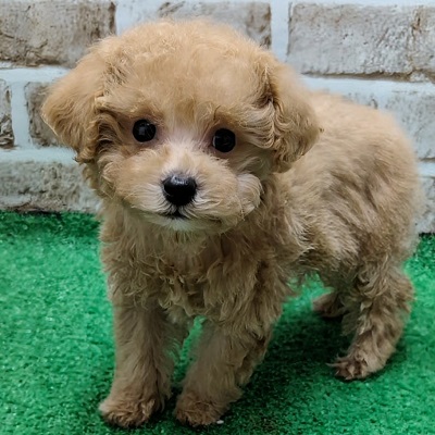 大阪府のハーフ犬・ミックス犬 (アミーゴ高槻店/2025年11月10日生まれ/男の子/クリーム)の子犬の3枚目の画像