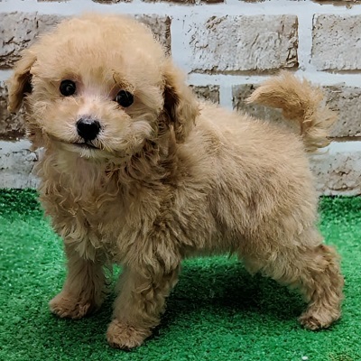 大阪府のハーフ犬・ミックス犬 (アミーゴ高槻店/2025年11月10日生まれ/男の子/クリーム)の子犬の2枚目の画像