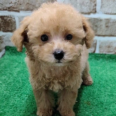 大阪府のハーフ犬・ミックス犬 (アミーゴ高槻店/2025年11月10日生まれ/男の子/クリーム)の子犬の1枚目の画像