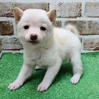 大阪府の柴犬(標準サイズ) (アミーゴ高槻店/2025年11月17日生まれ/男の子/白)の子犬