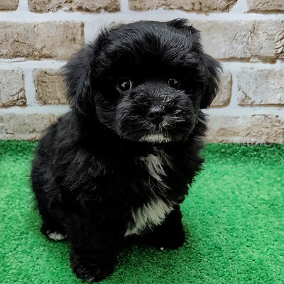 大阪府のハーフ犬・ミックス犬 (アミーゴ高槻店/2025年11月2日生まれ/男の子/ブラック)の子犬の1枚目の画像