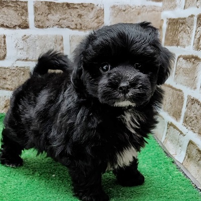 大阪府のハーフ犬・ミックス犬 (アミーゴ高槻店/2025年11月2日生まれ/男の子/ブラック)の子犬の2枚目の画像