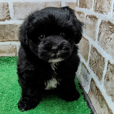 大阪府のハーフ犬・ミックス犬 (アミーゴ高槻店/2025年11月2日生まれ/男の子/ブラック)の子犬の3枚目の画像