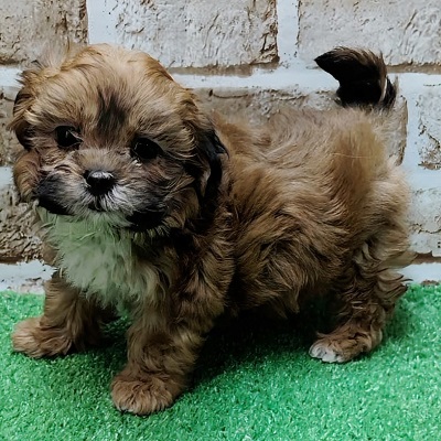 大阪府のハーフ犬・ミックス犬 (アミーゴ高槻店/2025年11月20日生まれ/男の子/レッドホワイト)の子犬