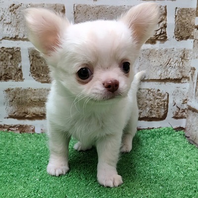 大阪府のチワワ(ロング) (アミーゴ高槻店/2025年11月20日生まれ/男の子/クリームホワイト)の子犬