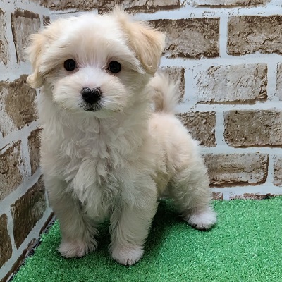 大阪府のハーフ犬・ミックス犬 (アミーゴ高槻店/2025年11月22日生まれ/女の子/クリームホワイト)の子犬の1枚目の画像