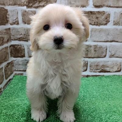 大阪府のハーフ犬・ミックス犬 (アミーゴ高槻店/2025年11月22日生まれ/女の子/クリームホワイト)の子犬の2枚目の画像