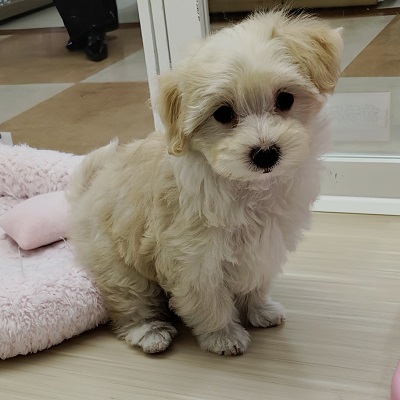 大阪府のハーフ犬・ミックス犬 (アミーゴ高槻店/2025年11月22日生まれ/女の子/クリームホワイト)の子犬の3枚目の画像