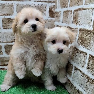 大阪府のハーフ犬・ミックス犬 (アミーゴ高槻店/2025年11月22日生まれ/女の子/クリームホワイト)の子犬の4枚目の画像