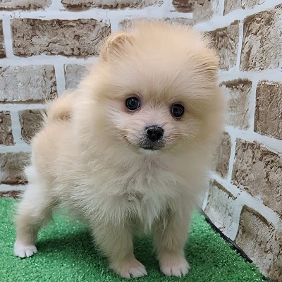 大阪府のポメラニアン (アミーゴ高槻店/2025年11月23日生まれ/女の子/オレンジ)の子犬