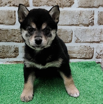 大阪府の柴犬(標準サイズ) (アミーゴ高槻店/2025年11月23日生まれ/女の子/黒)の子犬