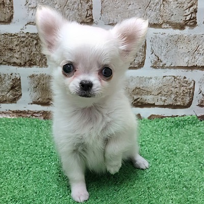 大阪府のチワワ(ロング) (アミーゴ高槻店/2025年11月24日生まれ/女の子/ホワイト)の子犬の2枚目の画像