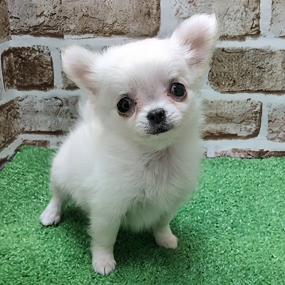大阪府のチワワ(ロング) (アミーゴ高槻店/2025年11月24日生まれ/女の子/ホワイト)の子犬