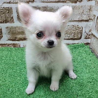 大阪府のチワワ(ロング) (アミーゴ高槻店/2025年11月24日生まれ/女の子/ホワイト)の子犬の3枚目の画像