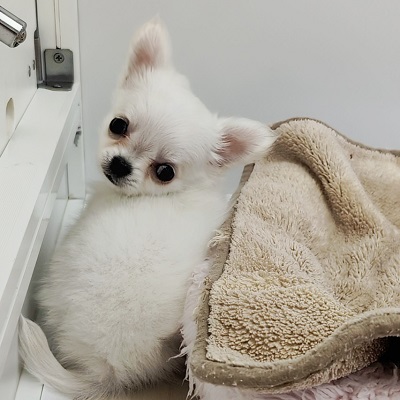 大阪府のチワワ(ロング) (アミーゴ高槻店/2025年11月24日生まれ/女の子/ホワイト)の子犬の4枚目の画像