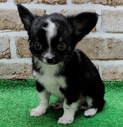 大阪府のチワワ(ロング) (アミーゴ高槻店/2025年11月3日生まれ/男の子/ブラックホワイト)の子犬の1枚目の画像