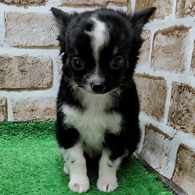 大阪府のチワワ(ロング) (アミーゴ高槻店/2025年11月3日生まれ/男の子/ブラックホワイト)の子犬の2枚目の画像