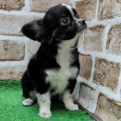 大阪府のチワワ(ロング) (アミーゴ高槻店/2025年11月3日生まれ/男の子/ブラックホワイト)の子犬の3枚目の画像