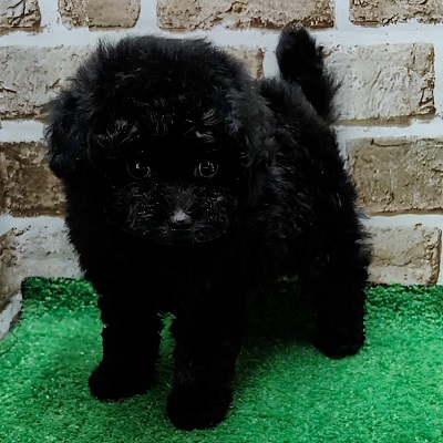 大阪府のトイプードル(トイ) (アミーゴ高槻店/2025年11月5日生まれ/女の子/ブラック)の子犬の1枚目の画像